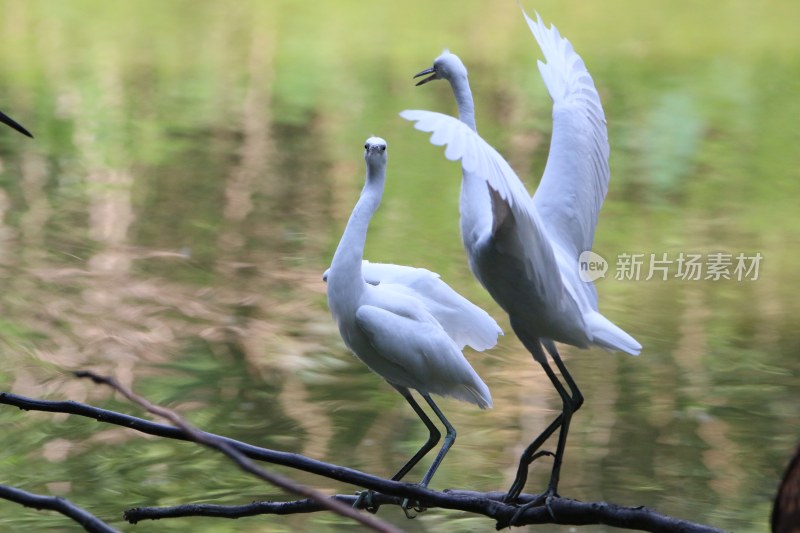 水上芭蕾——白鹭