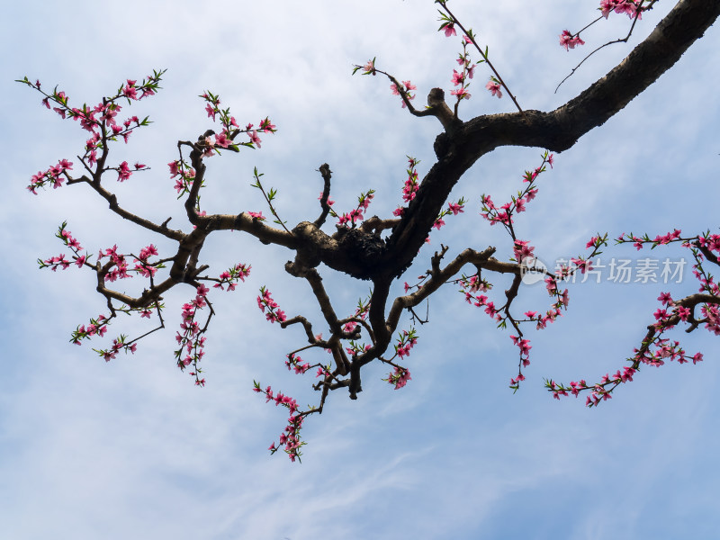 春天桃花盛开