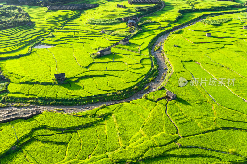 夏天蜿蜒小河 绿色稻田