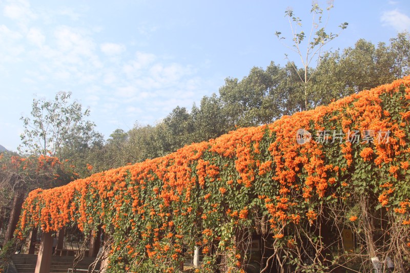 广东东莞：银瓶山森林公园炮仗花