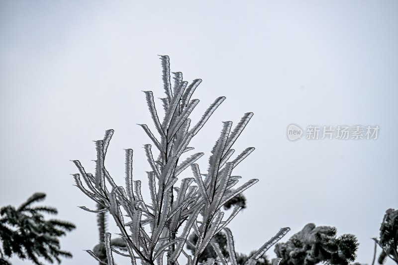 重庆酉阳：一场冰冻游客“醉”