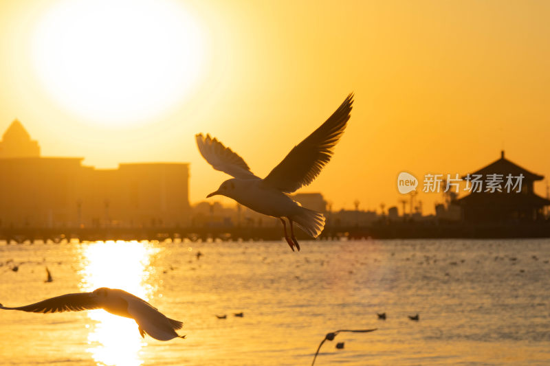 太阳下的海鸥