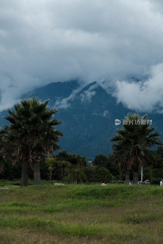 草地棕榈树与远山云雾景观