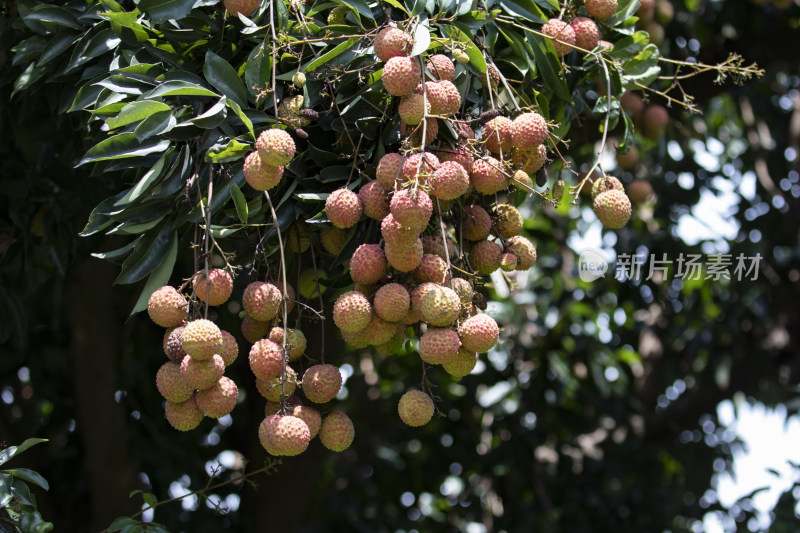 水果荔枝