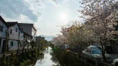 春天小城樱花开满园