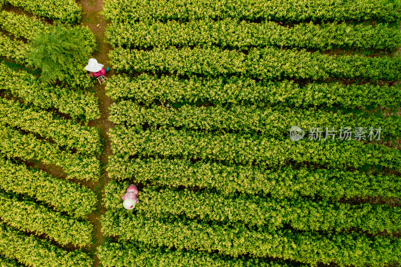 茶园茶山