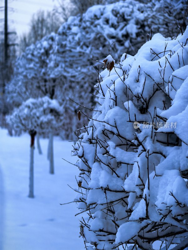 户外雪景中的积雪覆盖的树木