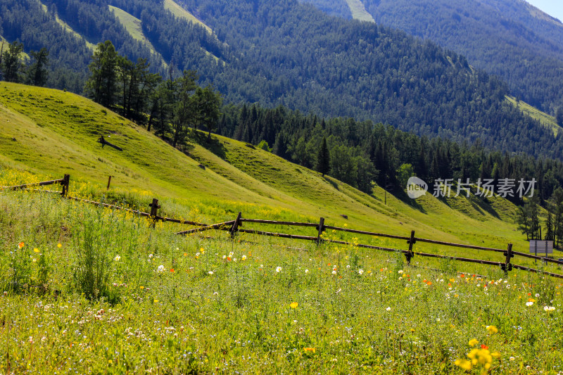 新疆阿勒泰地区喀纳斯森林草原自然风景