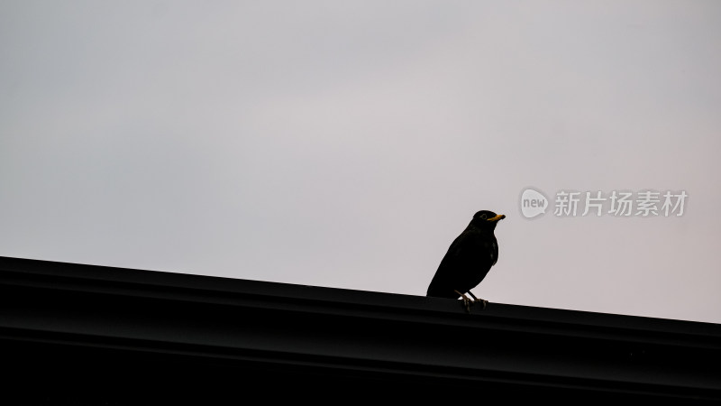 站着屋顶上的鸟的剪影