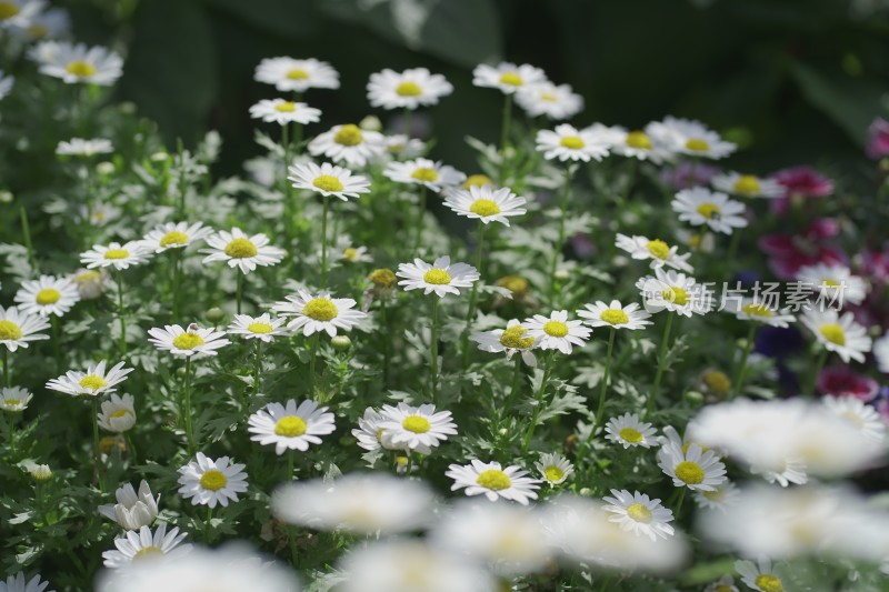 四川安仁古镇夏季开花盆栽植物花卉建筑