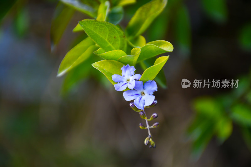 蓝天白云下树与花