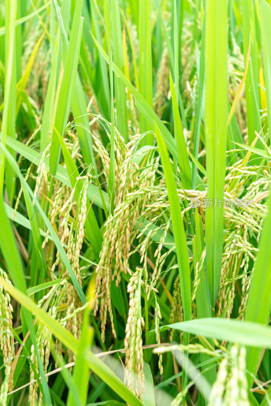 稻田里的金色稻穗