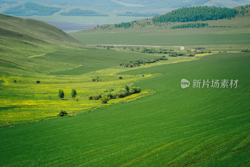 呼伦贝尔大草原