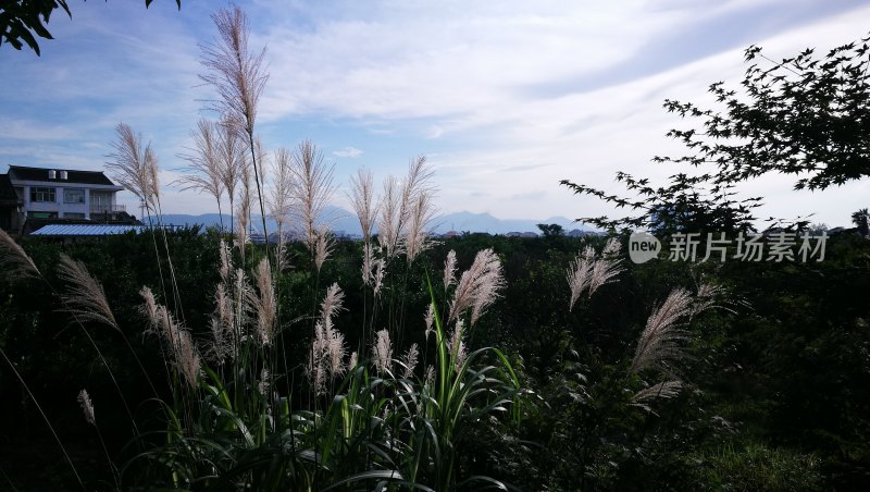 乡村自然风光 芦苇意境素材