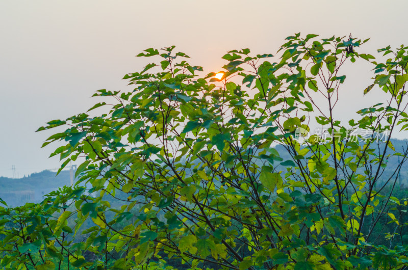 夕阳下的树枝