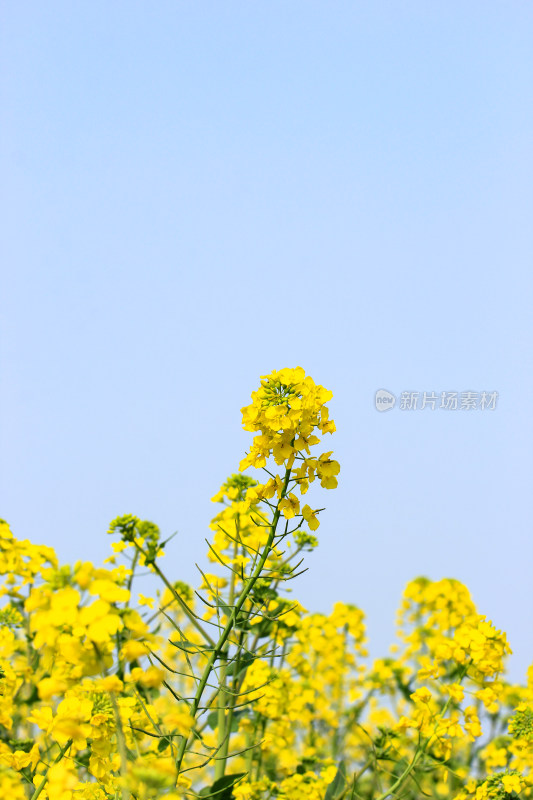 蓝色自然背景中的油菜花