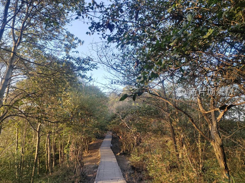 林间小路的自然风景