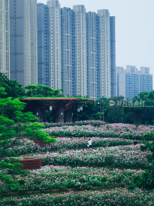 佛山市千灯湖公园醉蝶花花海