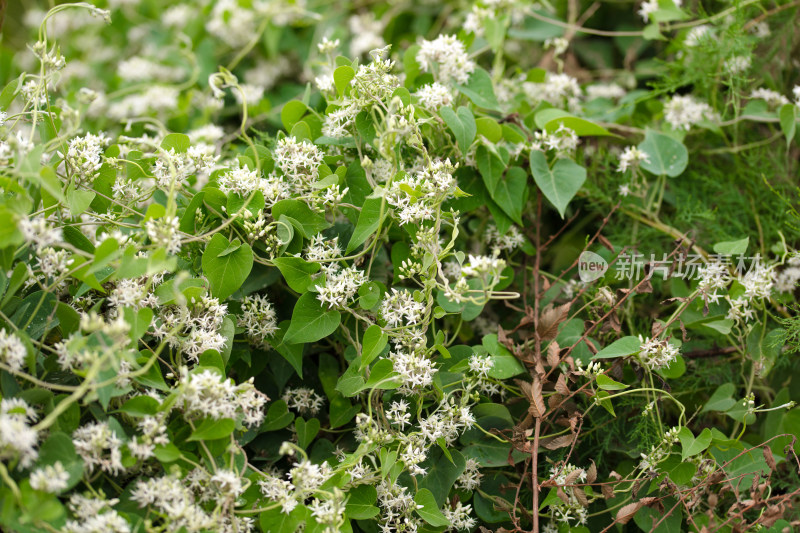 野生的鹅绒藤植物