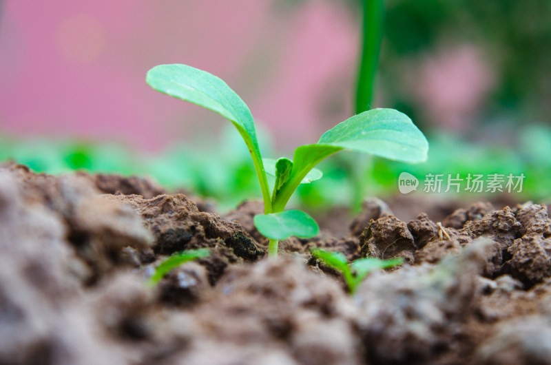 土壤中初生的绿色幼苗特写