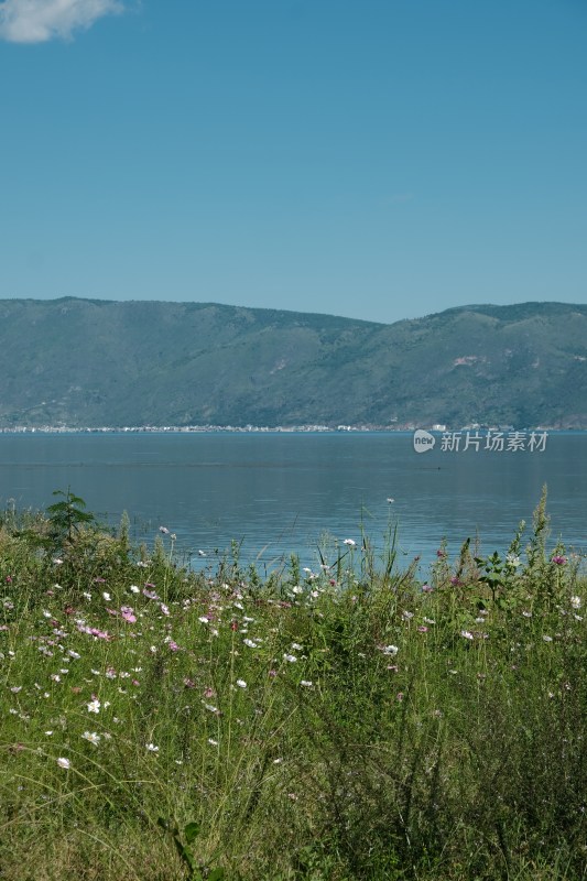 湖边孤树与远山风景