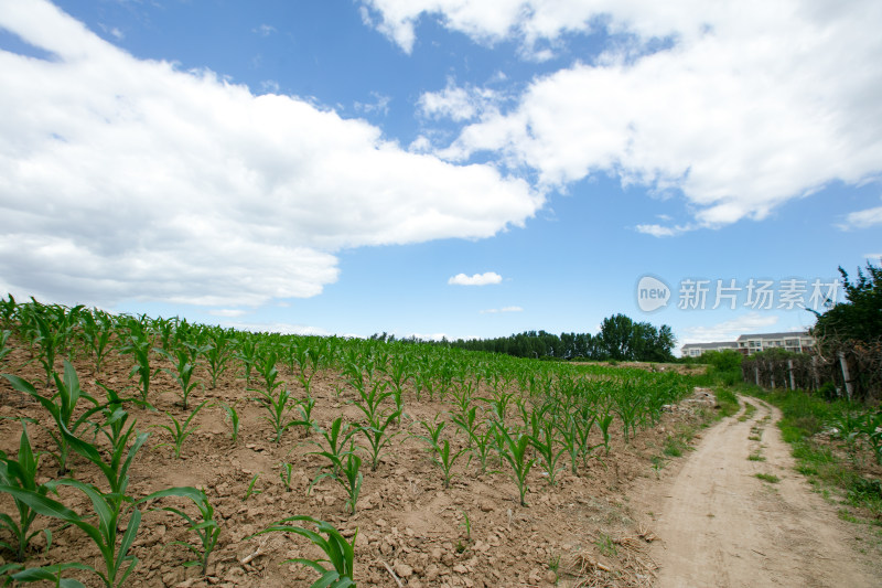 大面积的玉米苗在农田里