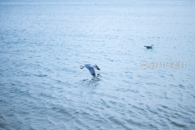 海面上飞翔与浮游的海鸥