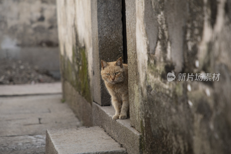 江南古村石板路一只猫