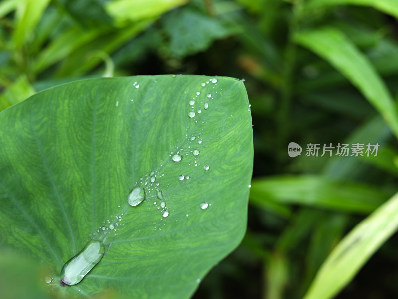 春天绿色的树叶叶子和上面的雨滴水滴露水