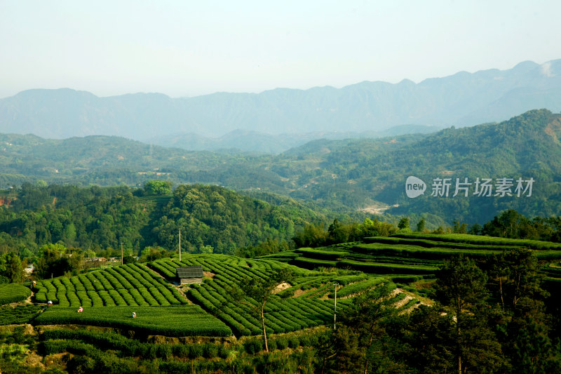 美丽的白茶茶山