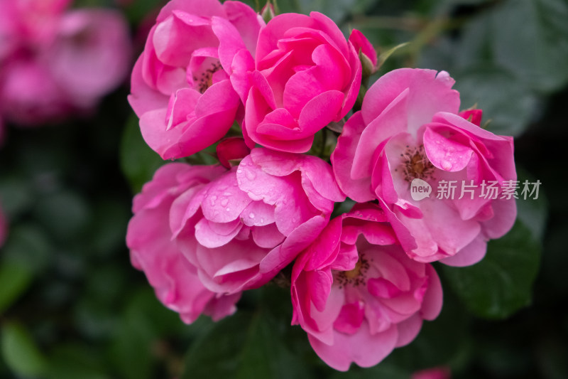 雨后的粉色蔷薇花沾满露水露珠