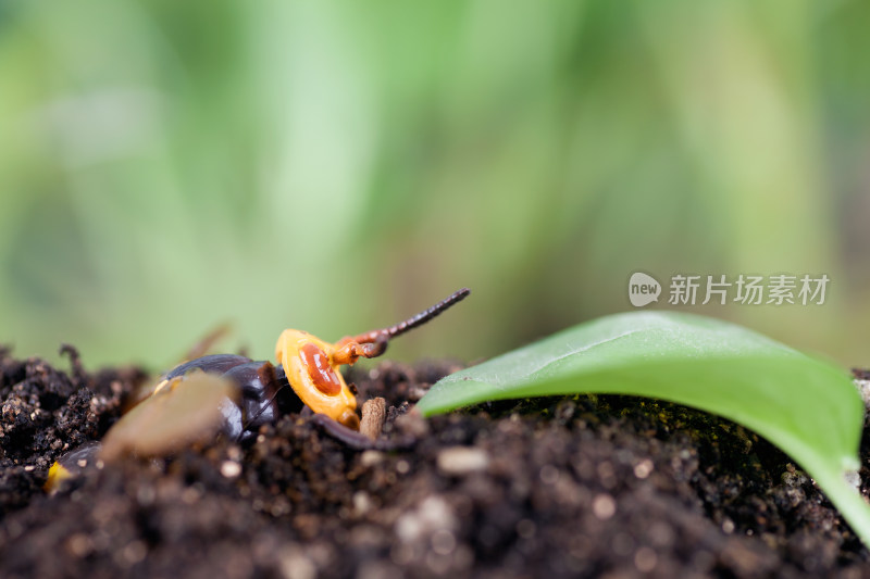 惊蛰节气出洞的大黄蜂