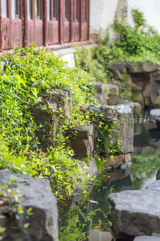 园林春天绿色藤类植物