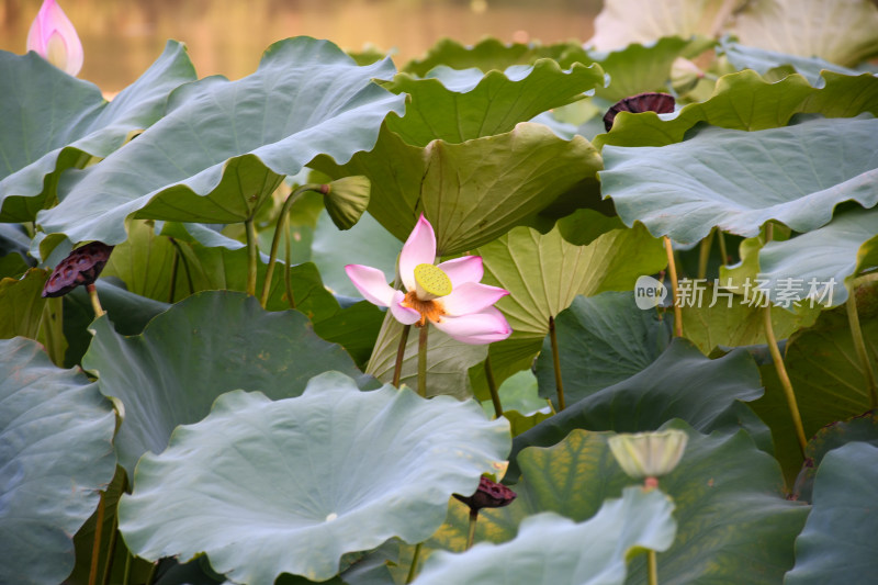 夏日的福州金山公园荷花