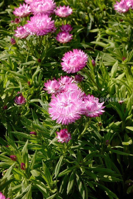 厦门园博苑郁金香花展上的蜡菊