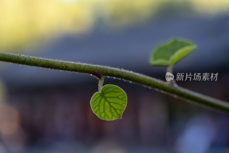 春天万物复苏植物发芽