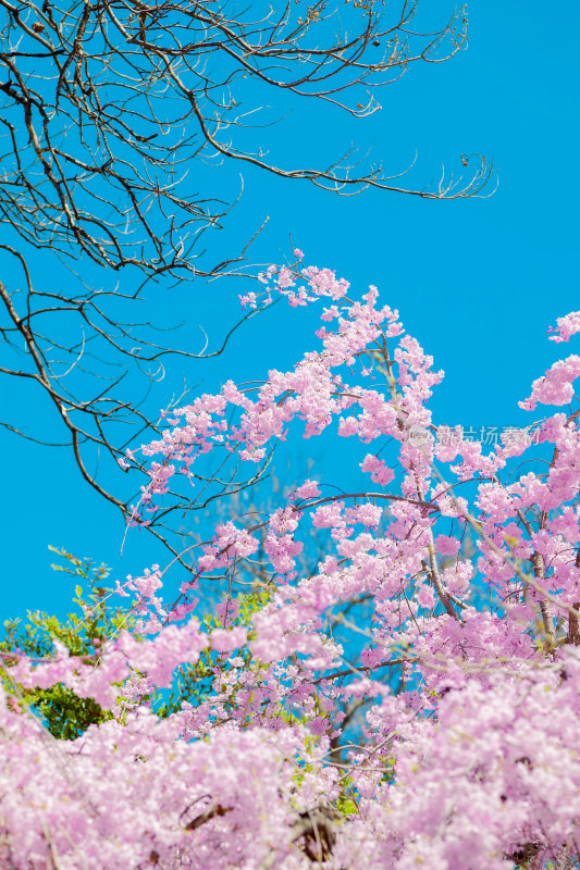 樱花，青龙寺樱花，垂樱