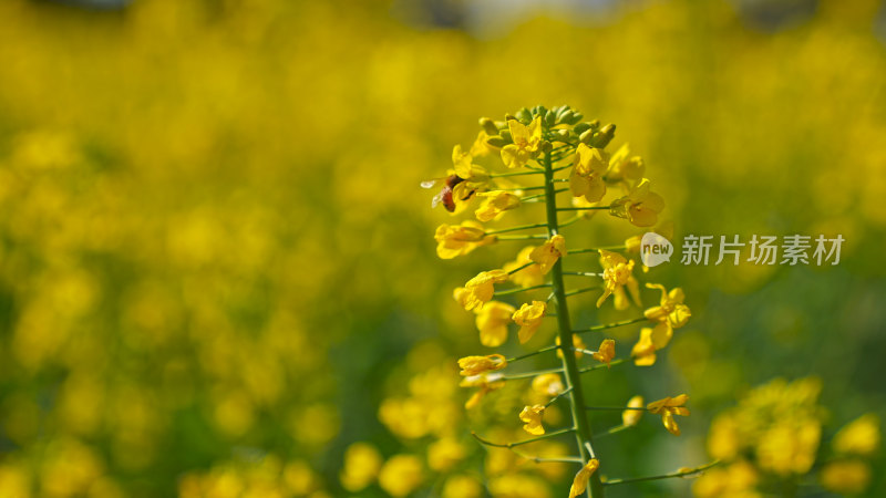 春天油菜花