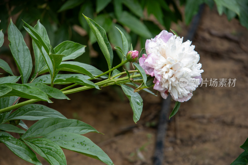 雨后挂满水珠的粉白色芍药花特写