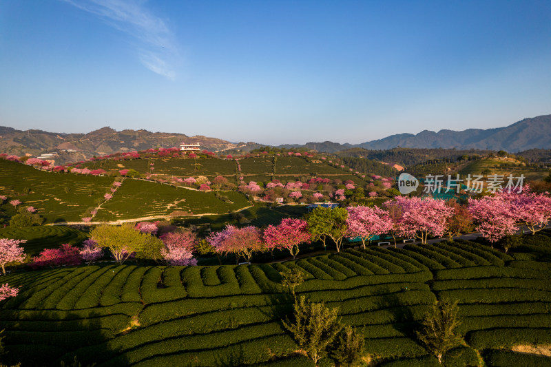 福建龙岩永福台品樱花茶园