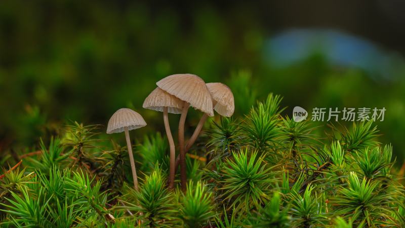 灌木丛里的菌菇
