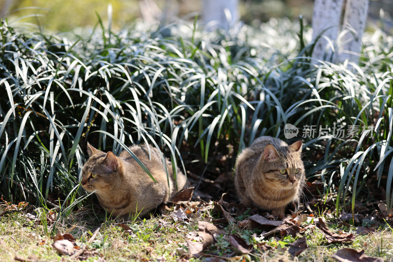 草丛里两只流浪的狸花猫