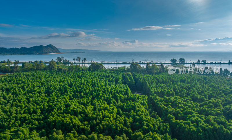 盛夏时节的晋宁南滇池国家湿地公园