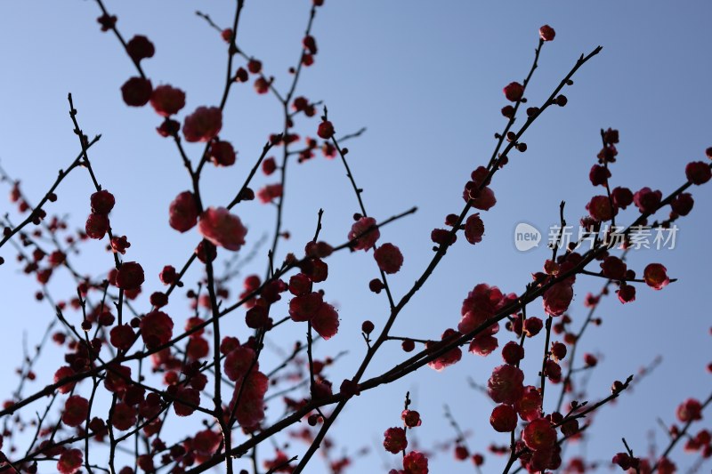 蓝天背景下的红色梅花