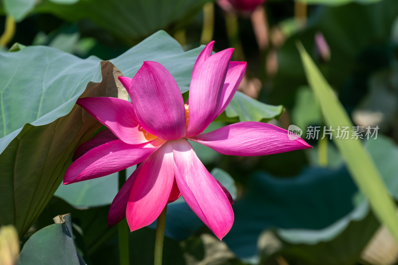 夏日池塘荷花