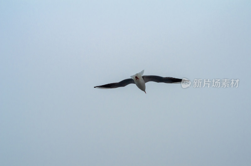 天空中一只海鸥