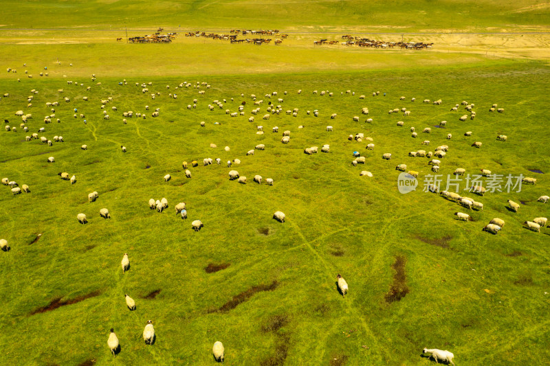 中国新疆伊犁巴音布鲁克草原上的羊群