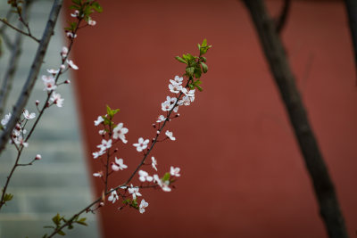 中式庭院里红墙映衬下的樱桃李植物花卉