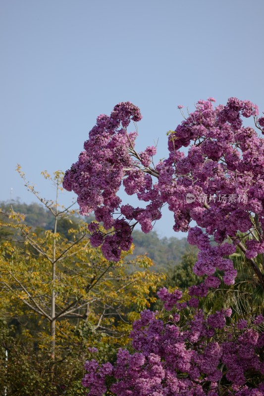 厦门春日限定美景，望海宾馆内的紫花风铃木