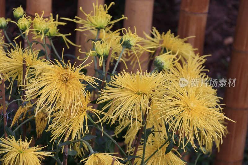 黄色菊花 丝状菊花 金丝菊花 